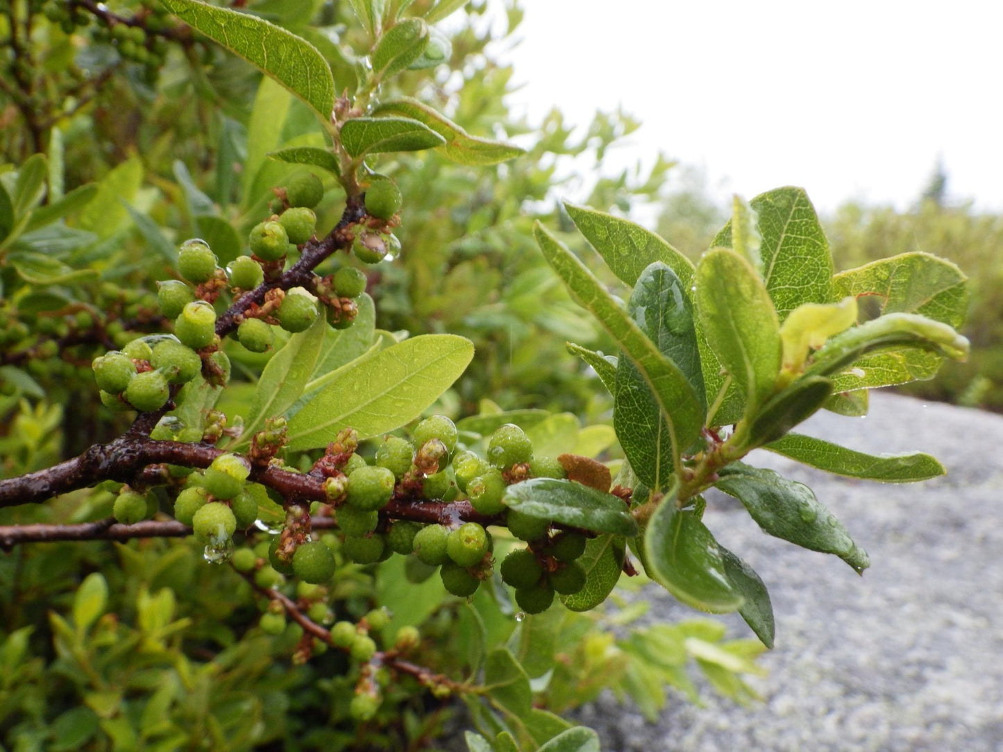 Myrica Pensylvanica - View 8 from www redcrocus com
