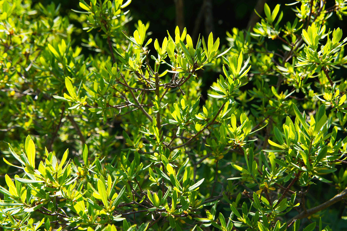 Myrica Pensylvanica - View 9 from www redcrocus com