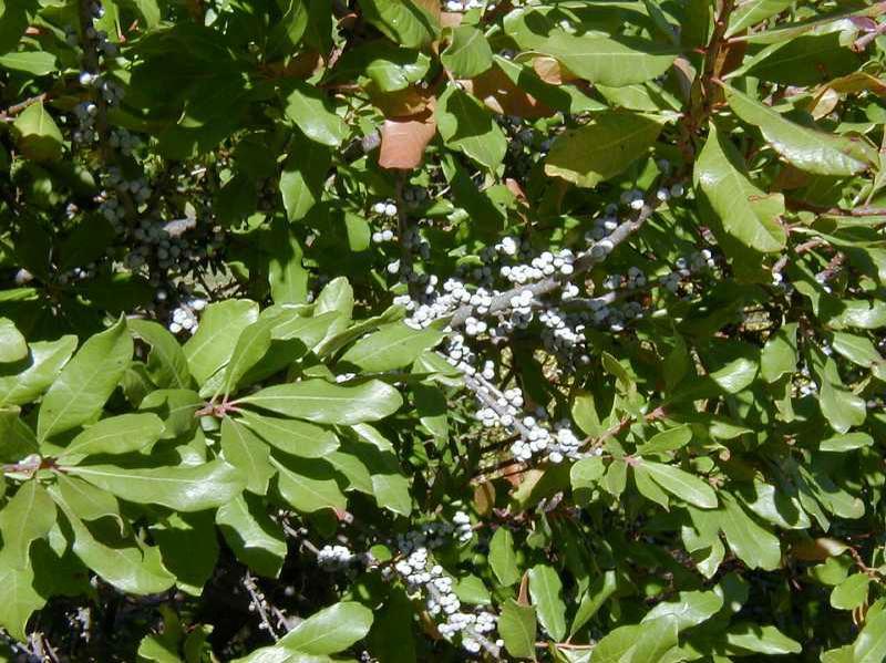 Myrica Pensylvanica - View 11 from www redcrocus com