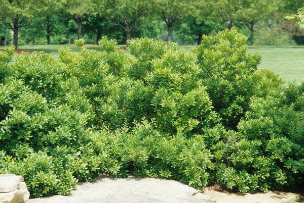 Myrica Pensylvanica - View 7 from www redcrocus com