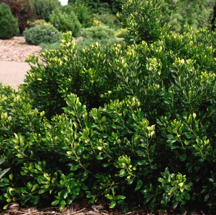 Myrica Pensylvanica - View 9 from www redcrocus com