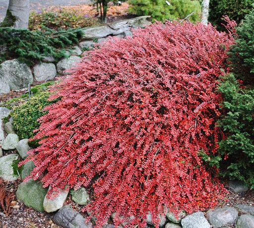 Cotoneaster Apiculatus - View 12 from www redcrocus com
