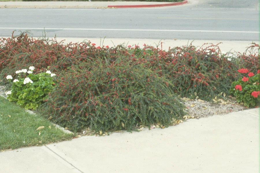 Cotoneaster Apiculatus - View 13 from www redcrocus com