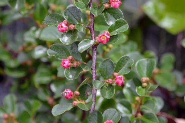 Cotoneaster Apiculatus - View 16 from www redcrocus com