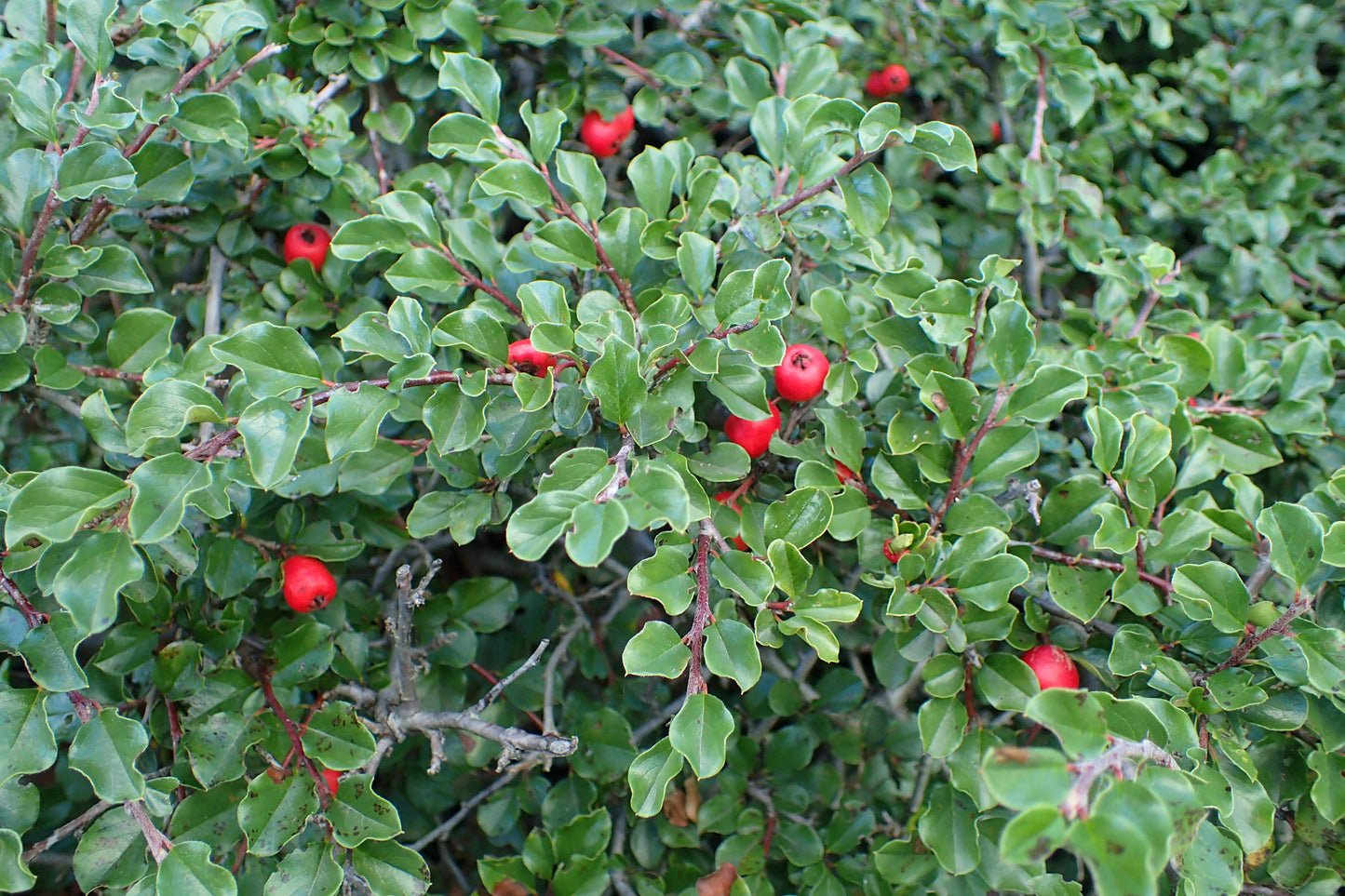 Cotoneaster Apiculatus - View 1 from www redcrocus com
