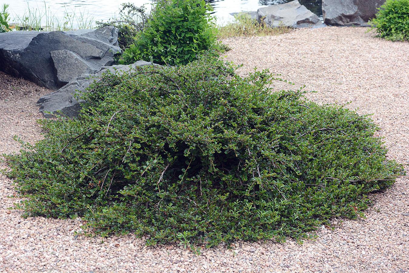 Cotoneaster Apiculatus - View 2 from www redcrocus com