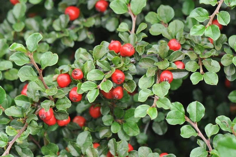 Cotoneaster Apiculatus - View 3 from www redcrocus com