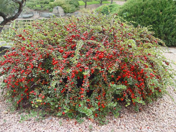 Cotoneaster Apiculatus - View 4 from www redcrocus com