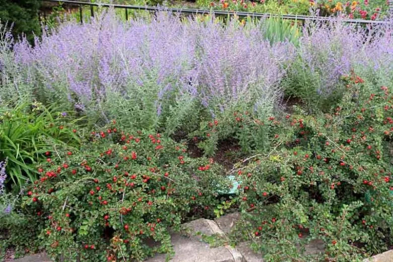 Cotoneaster Apiculatus - View 5 from www redcrocus com