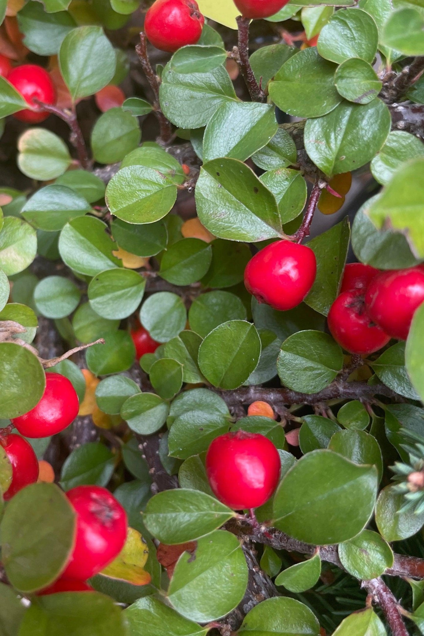Cotoneaster Apiculatus - View 7 from www redcrocus com