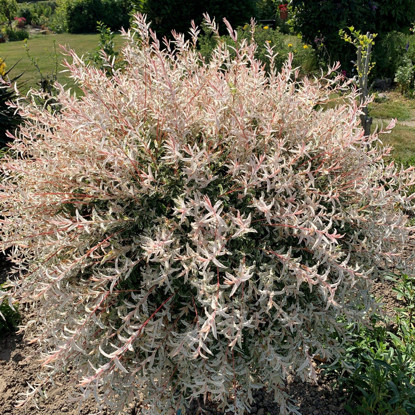 Salix Integra Hakuro Nishiki - View 10 from www redcrocus com