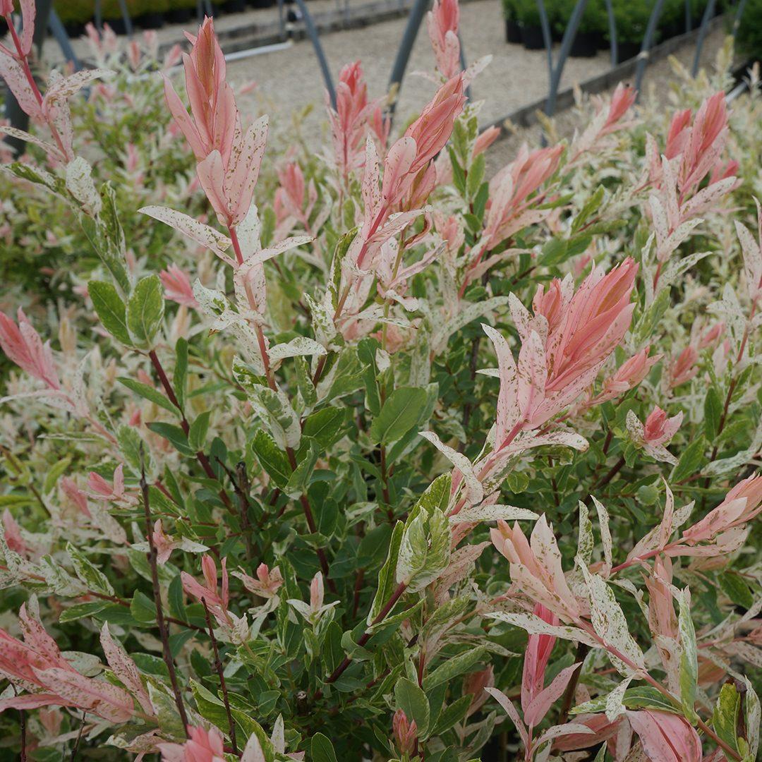 Salix Integra Hakuro Nishiki - View 11 from www redcrocus com
