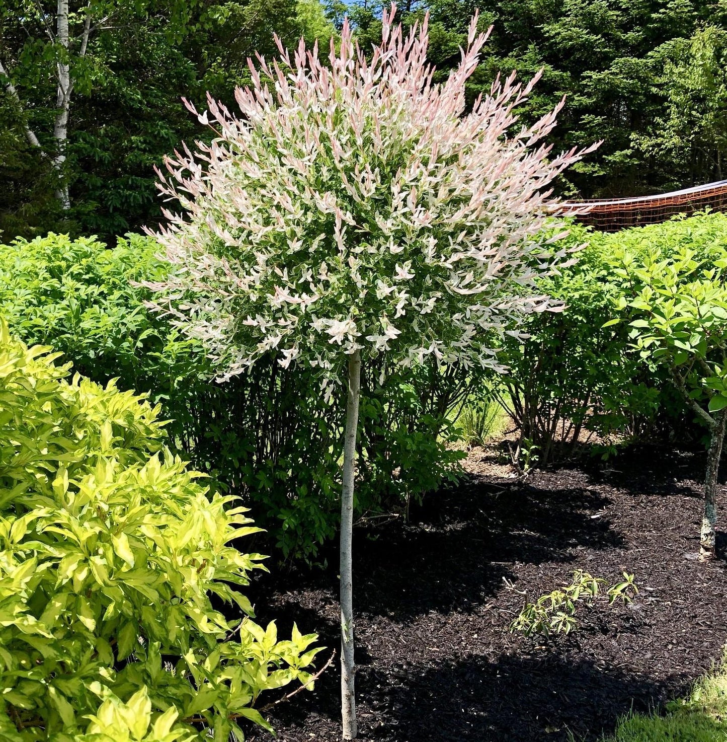 Salix Integra Hakuro Nishiki - View 12 from www redcrocus com
