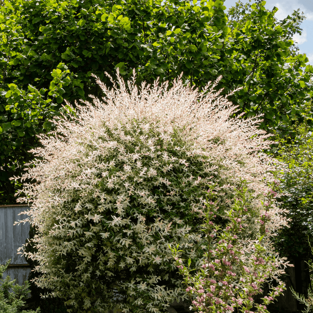 Salix Integra Hakuro Nishiki - View 12 from www redcrocus com