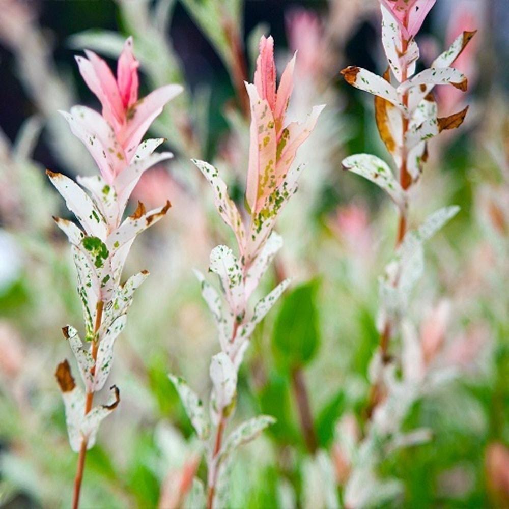 Salix Integra Hakuro Nishiki - View 13 from www redcrocus com