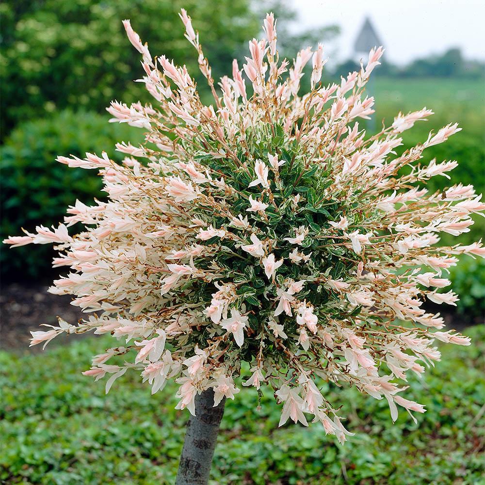 Salix Integra Hakuro Nishiki - View 17 from www redcrocus com