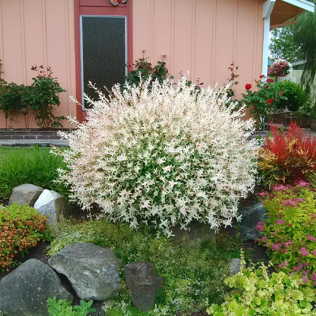 Salix Integra Hakuro Nishiki - View 18 from www redcrocus com