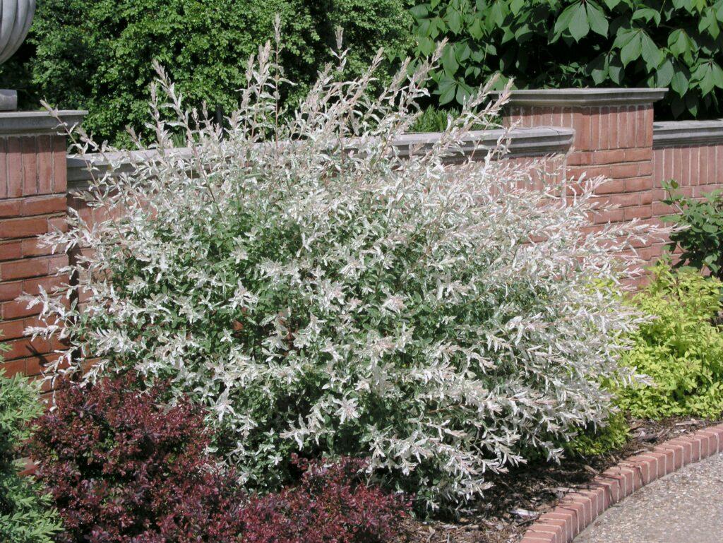 Salix Integra Hakuro Nishiki - View 20 from www redcrocus com