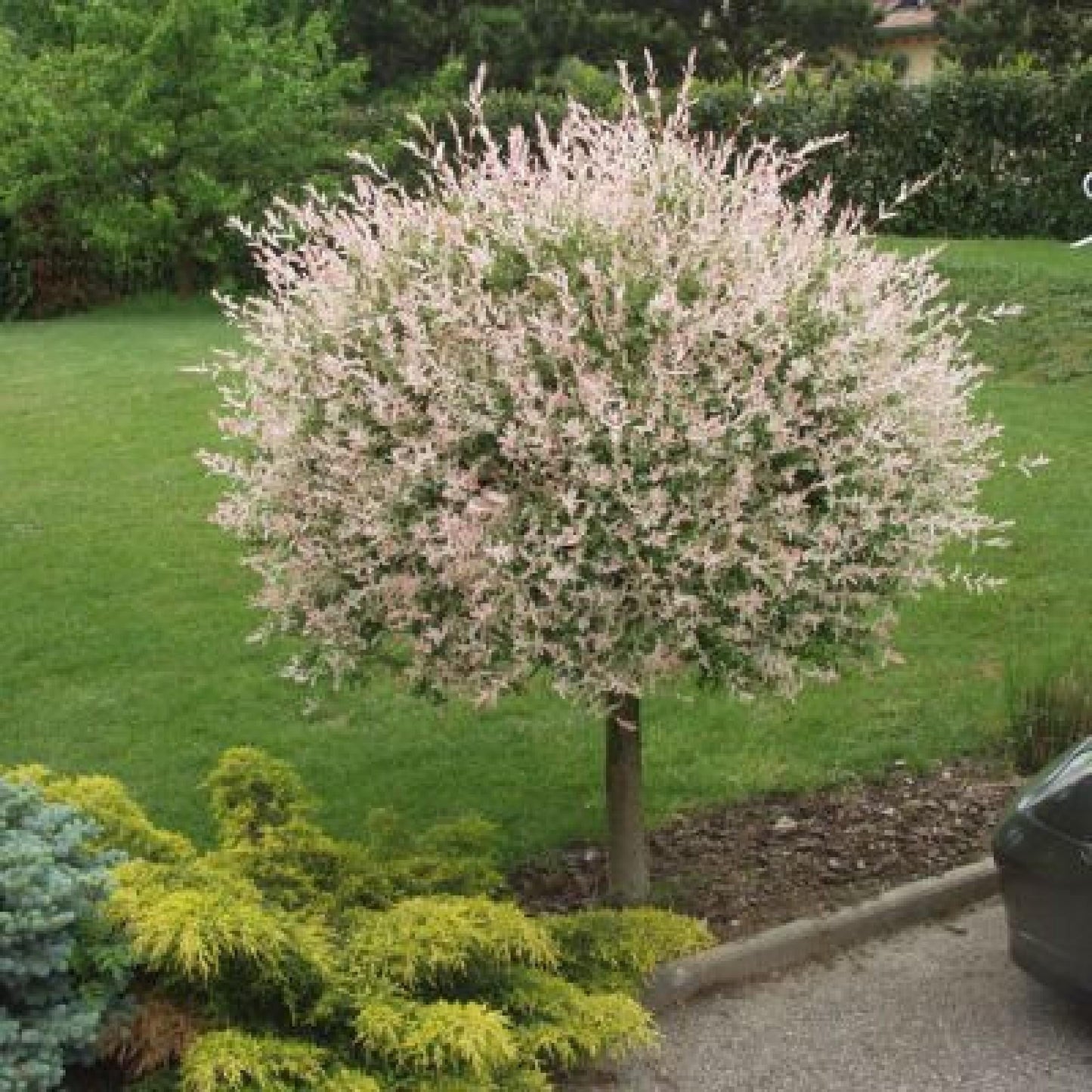 Salix Integra Hakuro Nishiki - View 3 from www redcrocus com