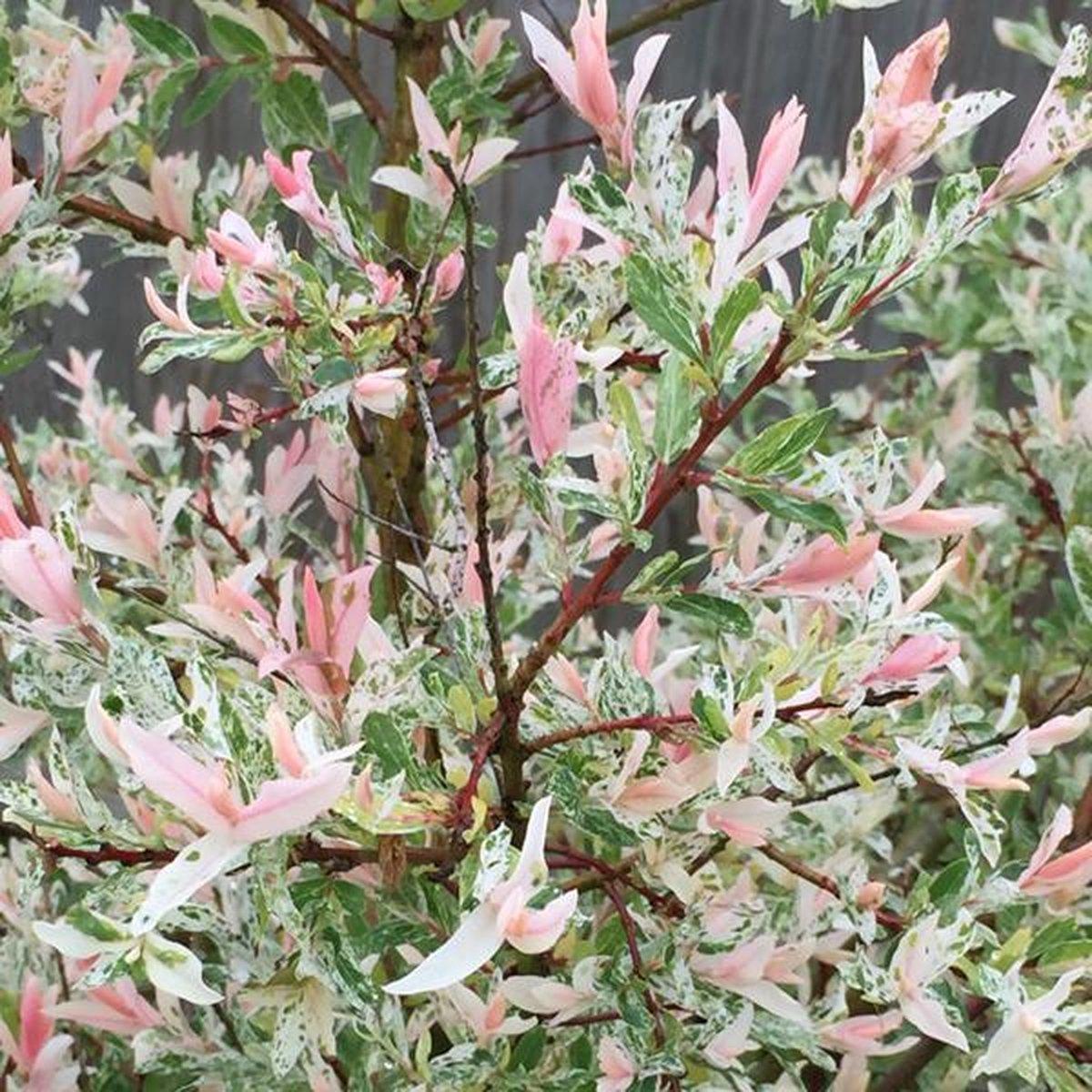 Salix Integra Hakuro Nishiki - View 7 from www redcrocus com