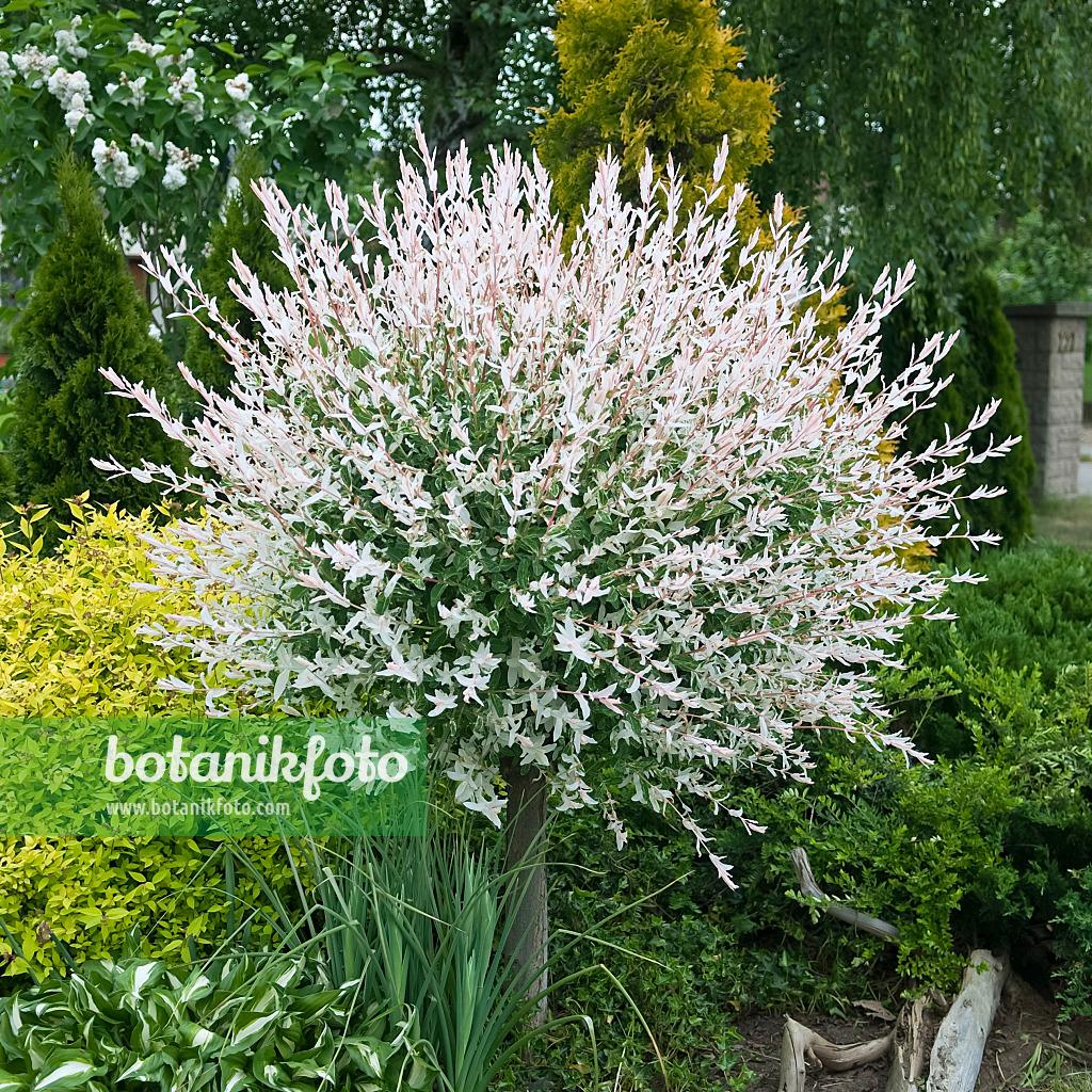 Salix Integra Hakuro Nishiki - View 8 from www redcrocus com