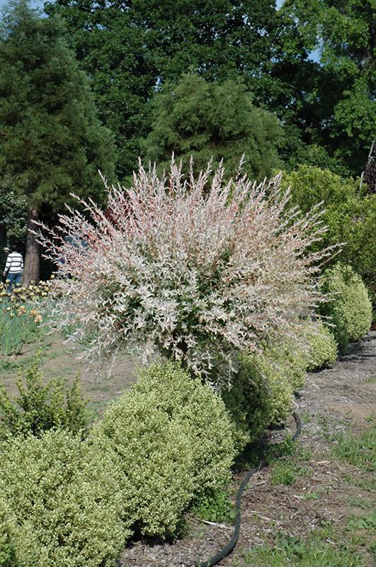 Salix Integra Hakuro Nishiki Tree Form - View 1 from www redcrocus com