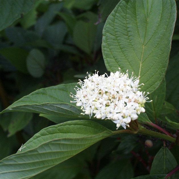 Cornus Sericea Baileyi - View 10 from www redcrocus com