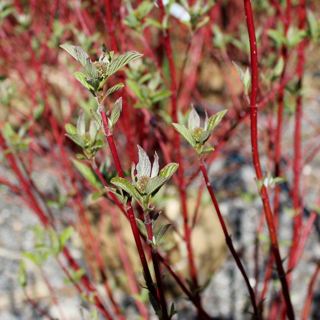 Cornus Sericea Baileyi - View 11 from www redcrocus com