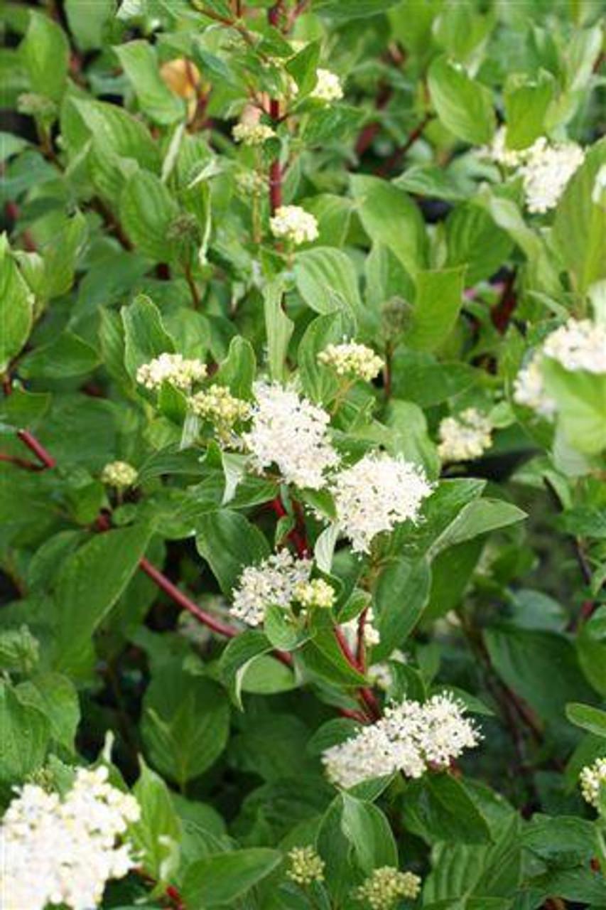Cornus Sericea Baileyi - View 12 from www redcrocus com