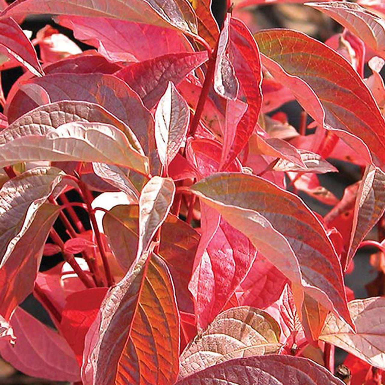 Cornus Sericea Baileyi - View 13 from www redcrocus com