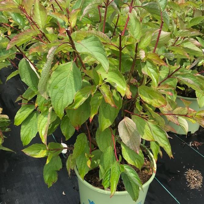Cornus Sericea Baileyi - View 15 from www redcrocus com