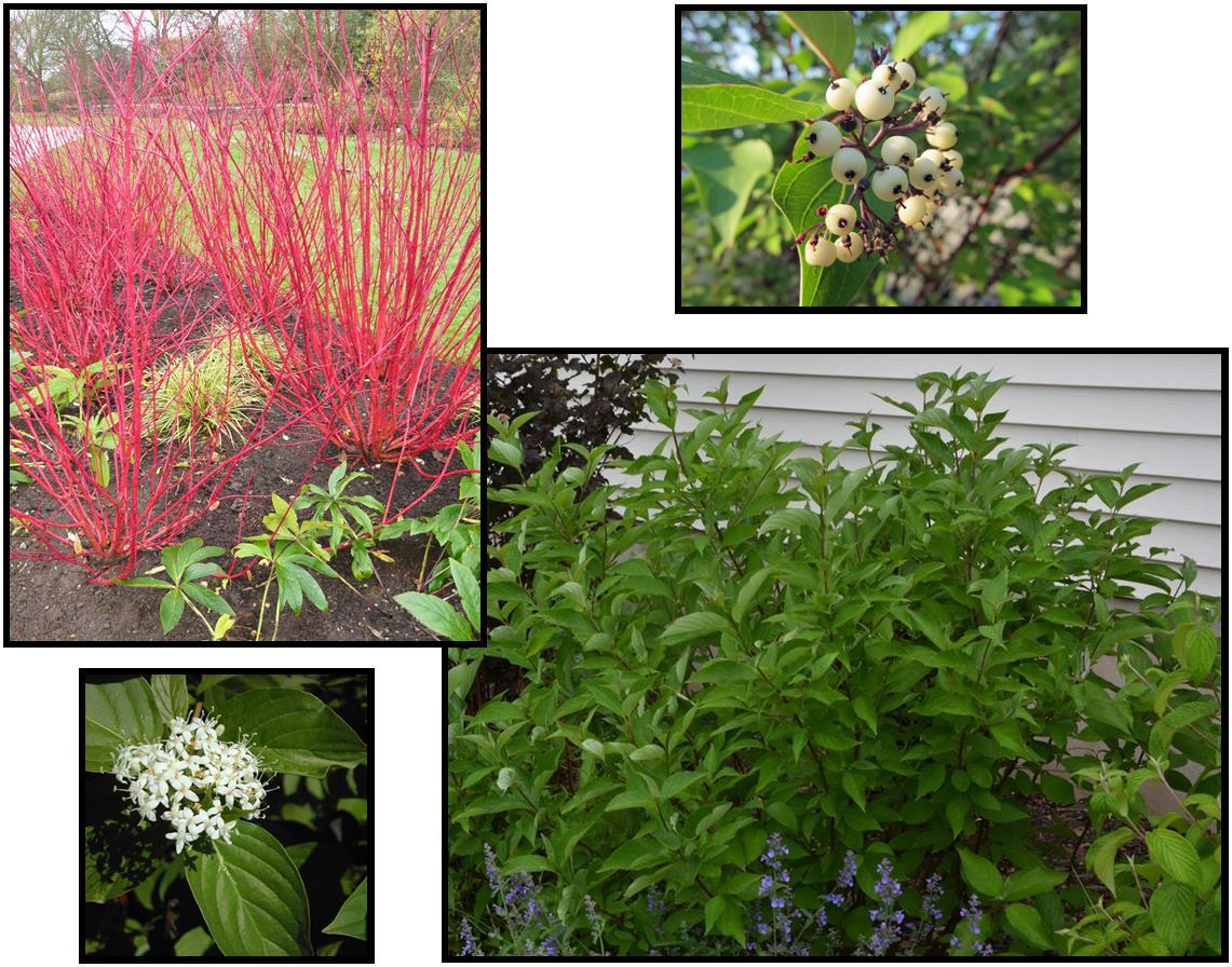 Cornus Sericea Baileyi - View 19 from www redcrocus com