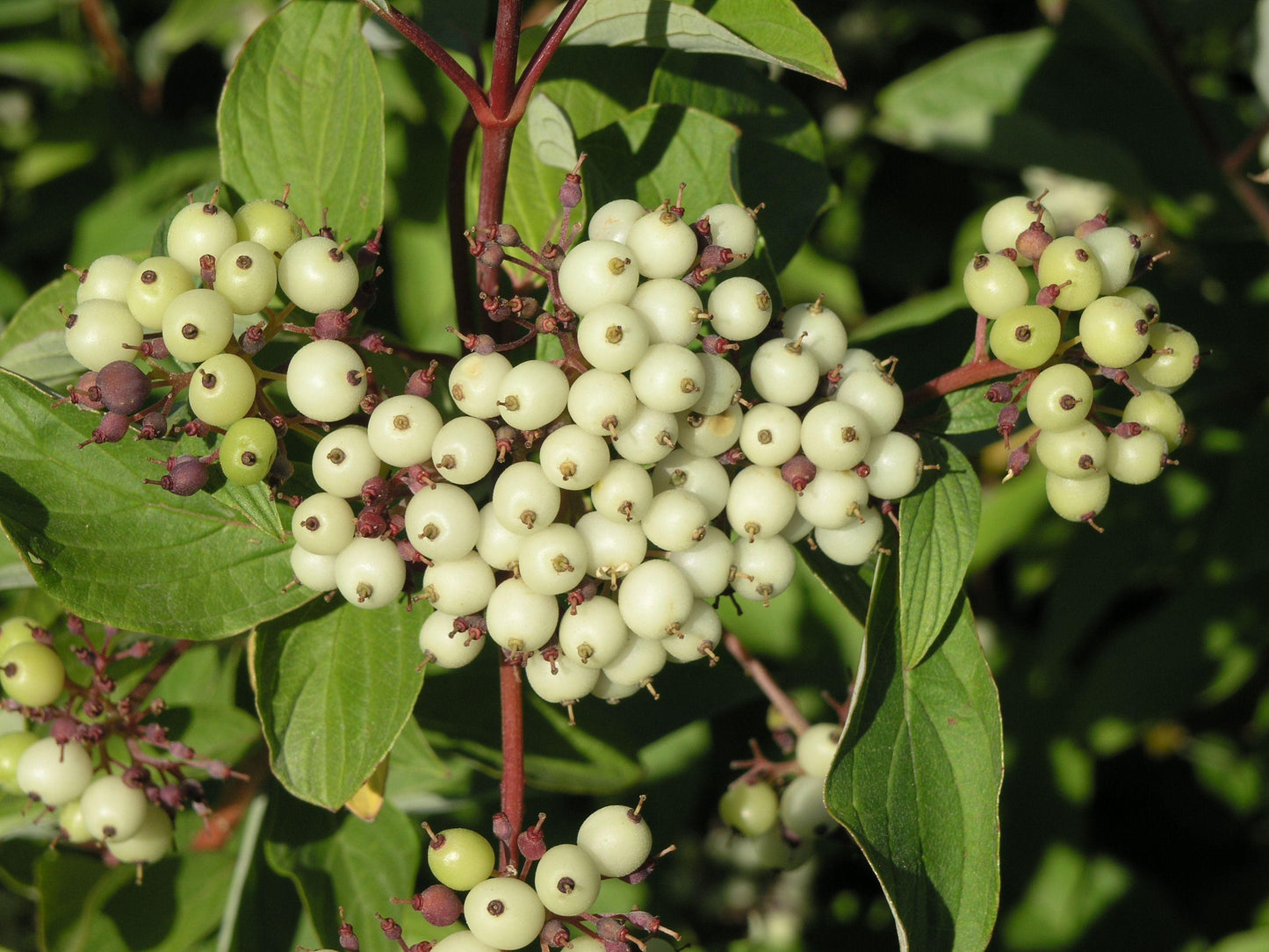 Cornus Sericea Baileyi - View 2 from www redcrocus com