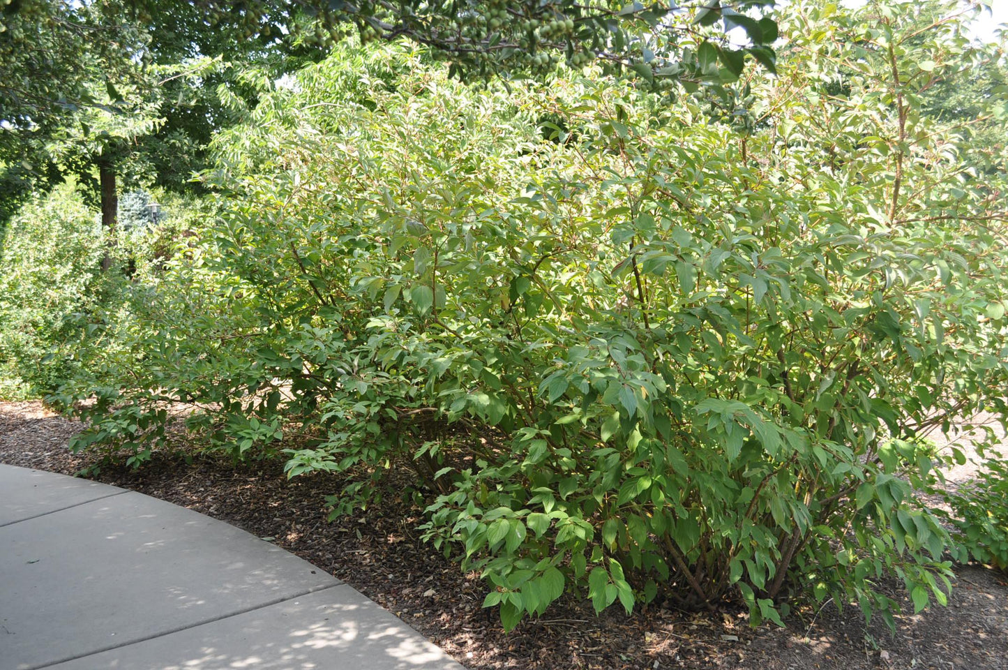 Cornus Sericea Baileyi - View 3 from www redcrocus com