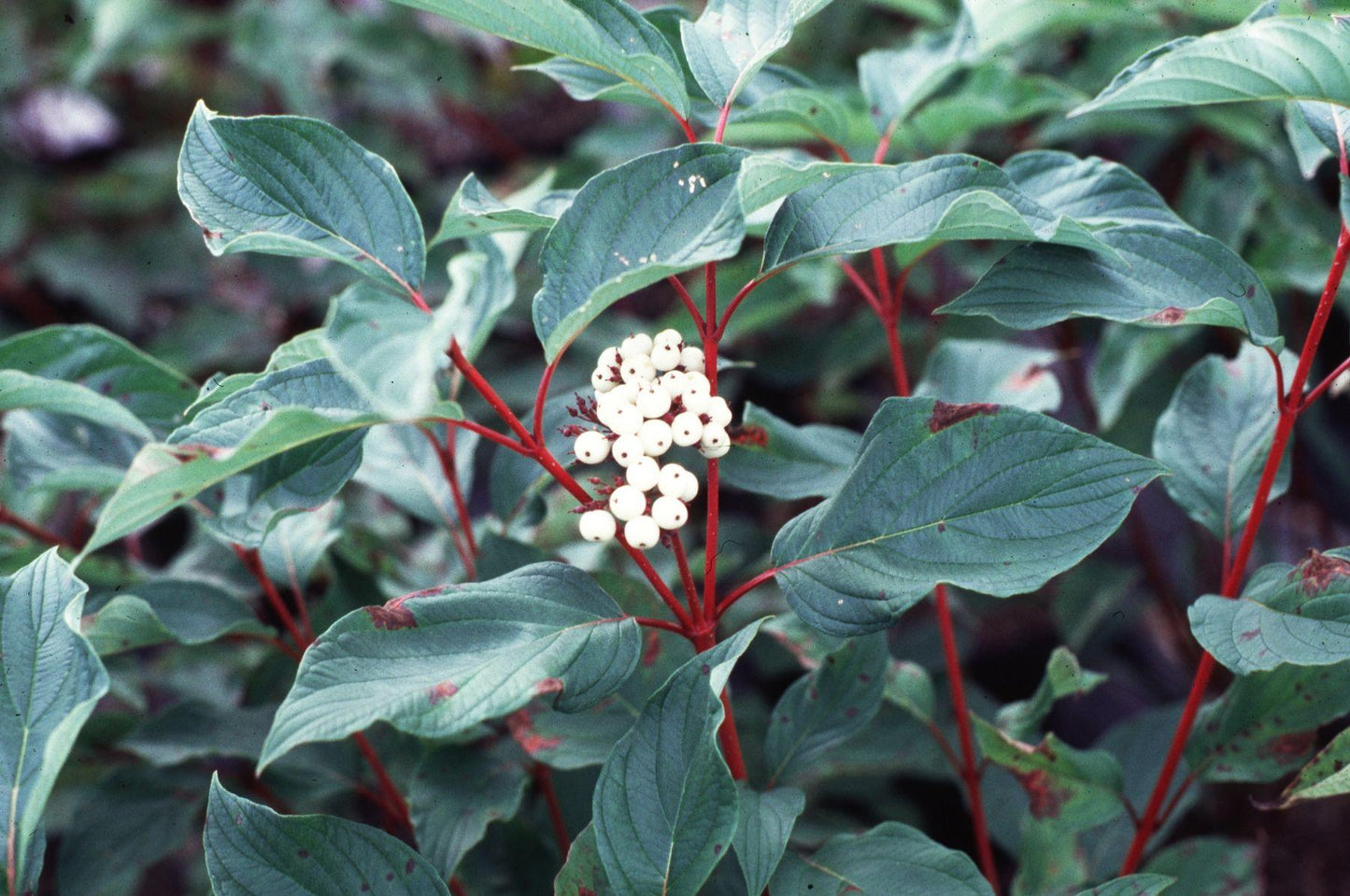 Cornus Sericea Baileyi - View 4 from www redcrocus com