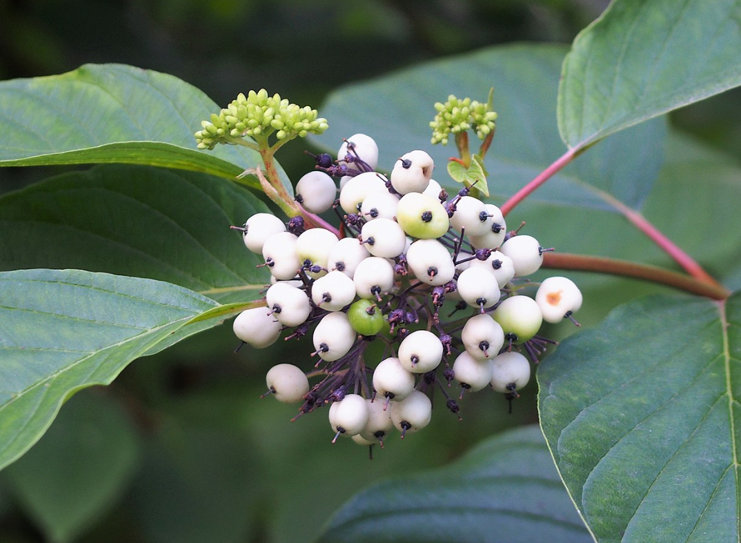 Cornus Sericea Baileyi - View 5 from www redcrocus com