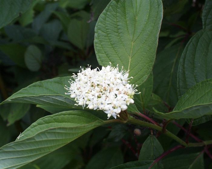 Cornus Sericea Baileyi - View 7 from www redcrocus com