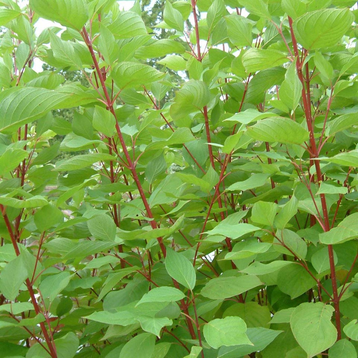 Cornus Sericea Baileyi - View 8 from www redcrocus com