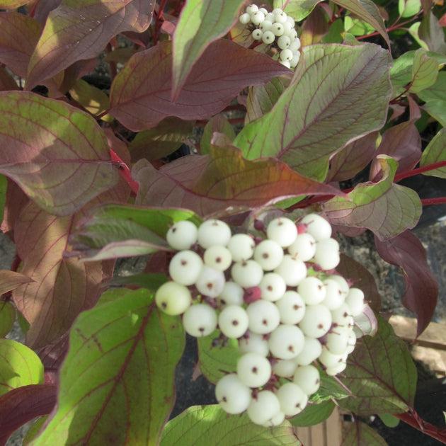 Cornus Sericea Baileyi - View 9 from www redcrocus com