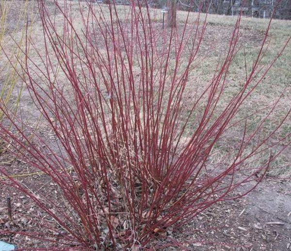 Cornus Sericea 'baileyi' - View 13 from www redcrocus com