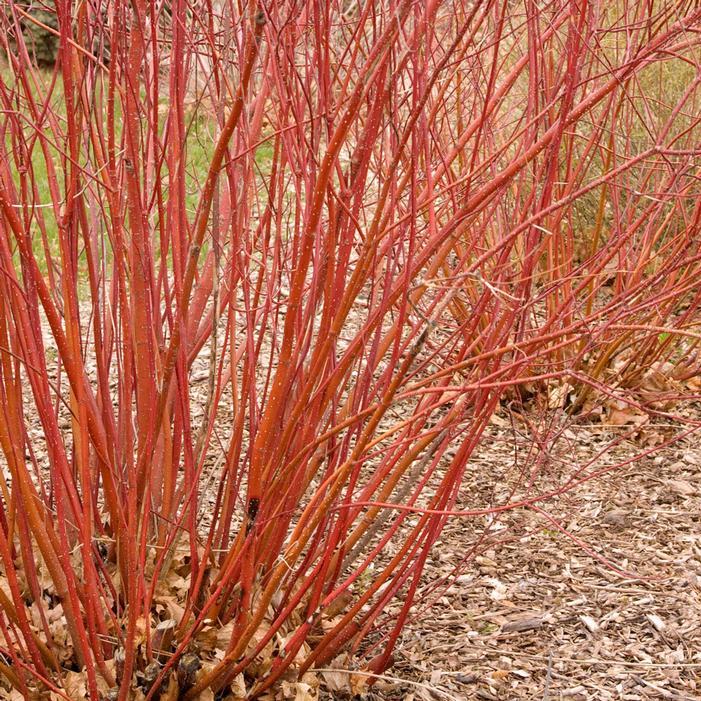 Cornus Sericea 'baileyi' - View 15 from www redcrocus com