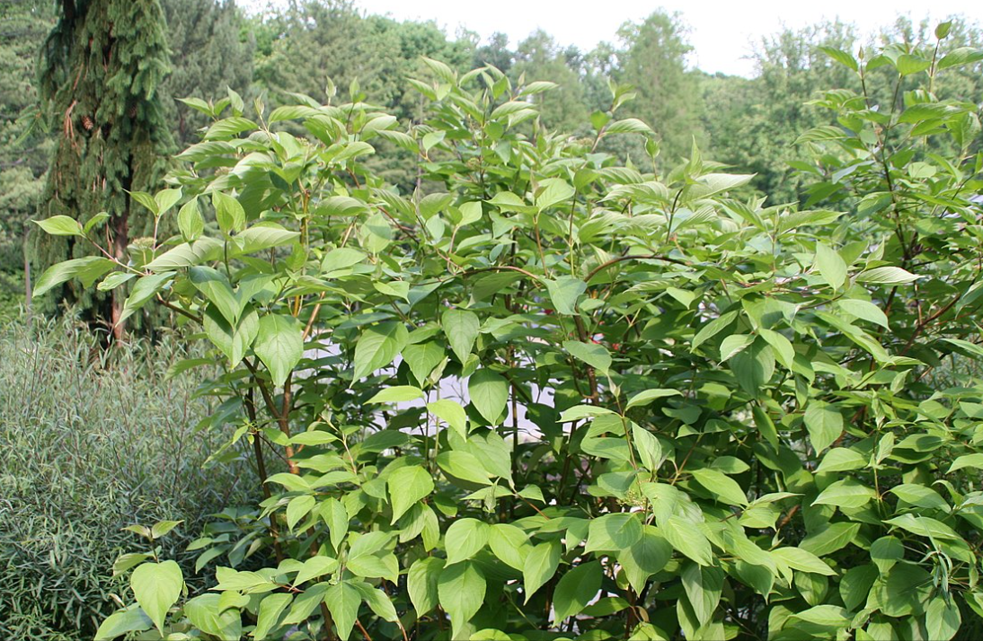 Cornus Sericea 'baileyi' - View 16 from www redcrocus com