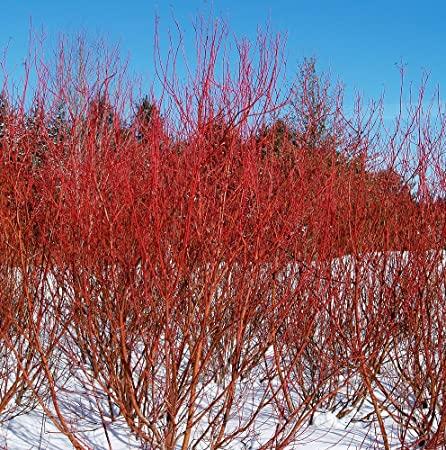 Cornus Sericea 'baileyi' - View 17 from www redcrocus com