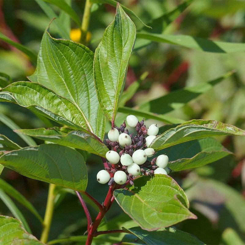 Cornus Sericea 'baileyi' - View 18 from www redcrocus com