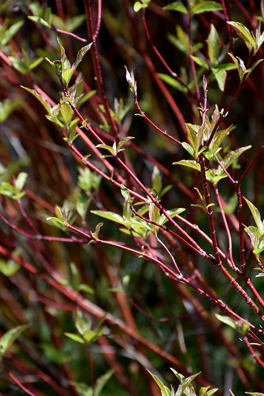 Cornus Sericea 'baileyi' - View 21 from www redcrocus com