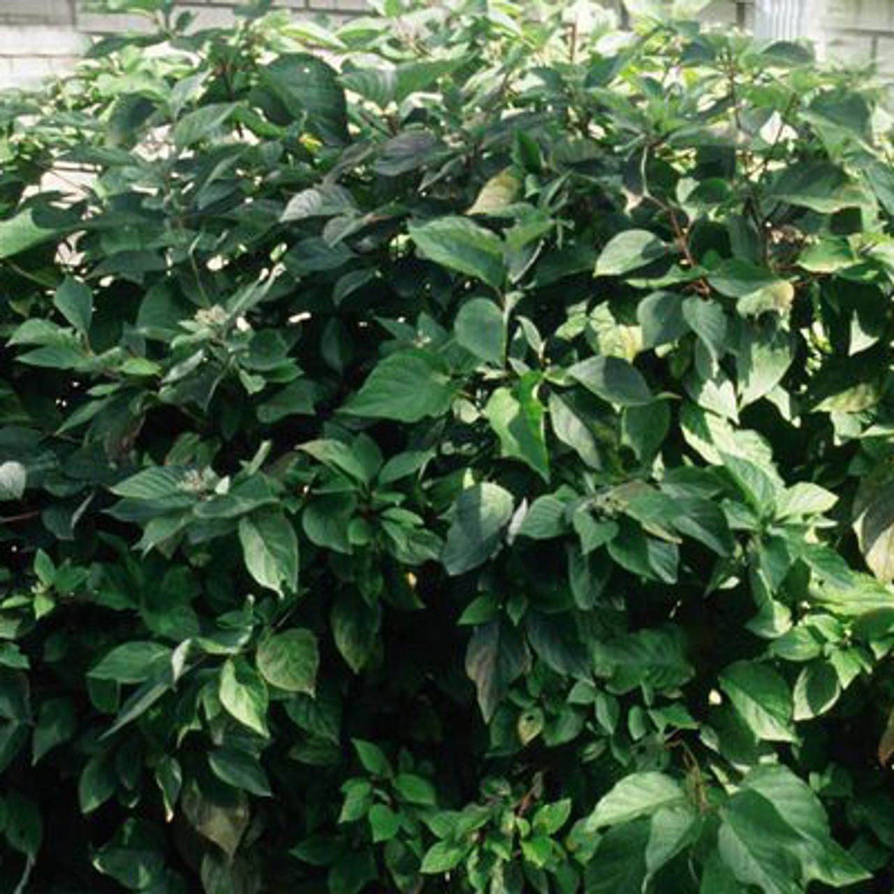 Cornus Sericea 'baileyi' - View 22 from www redcrocus com