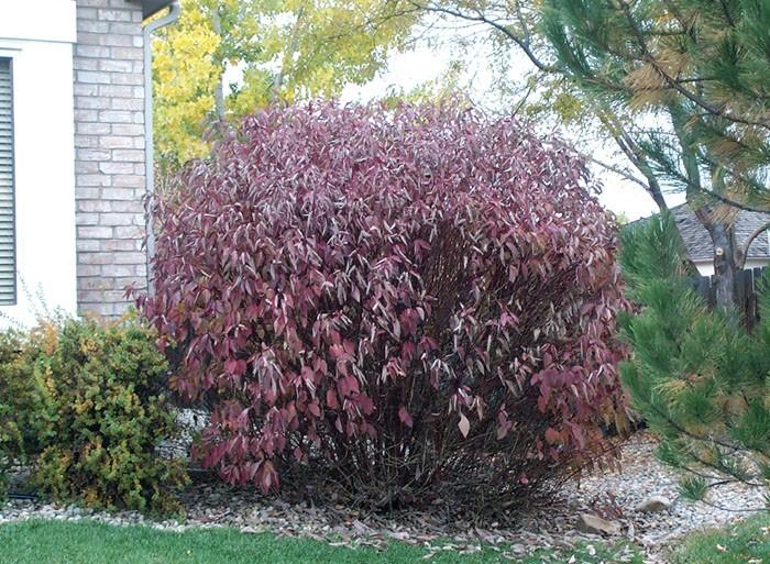 Cornus Sericea 'baileyi' - View 24 from www redcrocus com