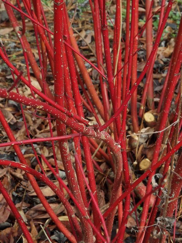 Cornus Sericea 'baileyi' - View 25 from www redcrocus com