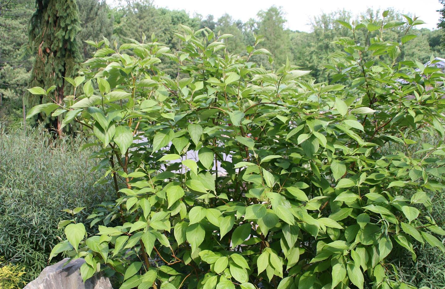 Cornus Sericea 'baileyi' - View 26 from www redcrocus com