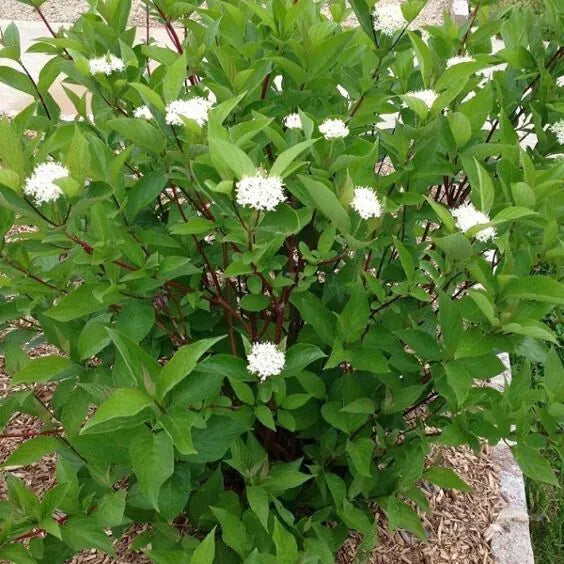 Cornus Sericea 'baileyi' - View 27 from www redcrocus com